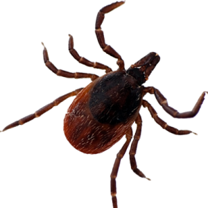 Tick insect PNG-51917